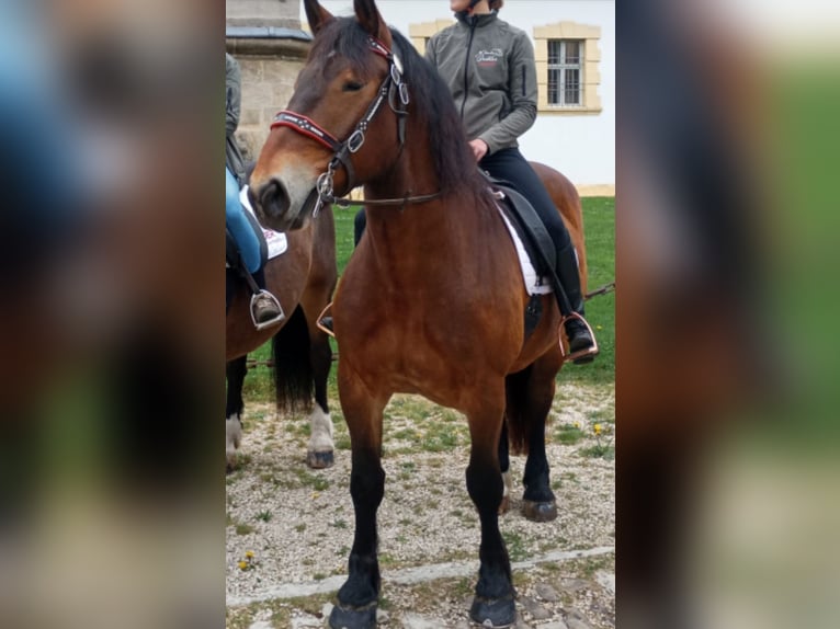 Süddeutsches Kaltblut Wallach 5 Jahre 168 cm Brauner in Herrieden