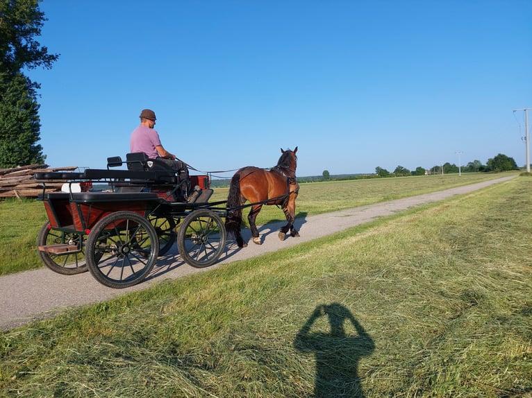 Süddeutsches Kaltblut Wallach 5 Jahre 168 cm Brauner in Herrieden