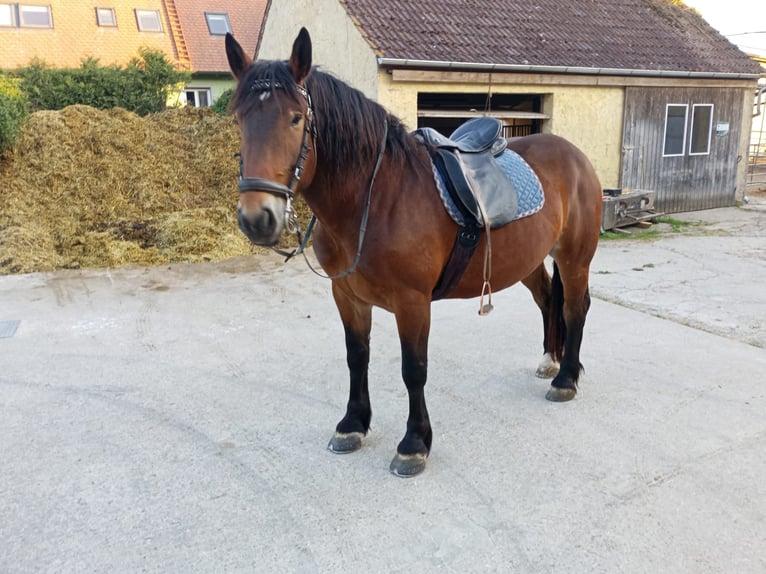 Süddeutsches Kaltblut Wallach 5 Jahre 168 cm Brauner in Herrieden