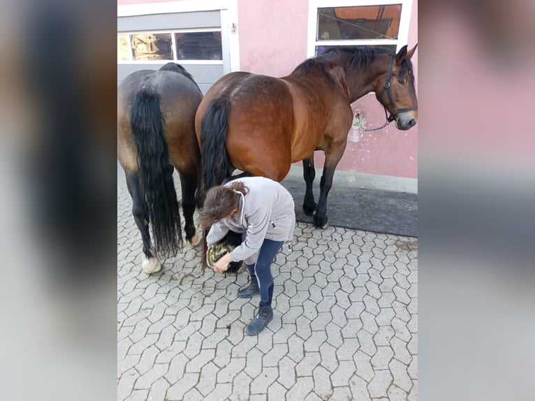 Süddeutsches Kaltblut Wallach 5 Jahre 168 cm Brauner in Herrieden
