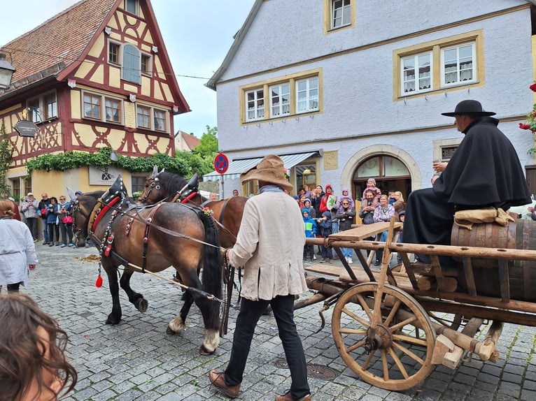 Süddeutsches Kaltblut Wallach 5 Jahre 168 cm Brauner in Herrieden