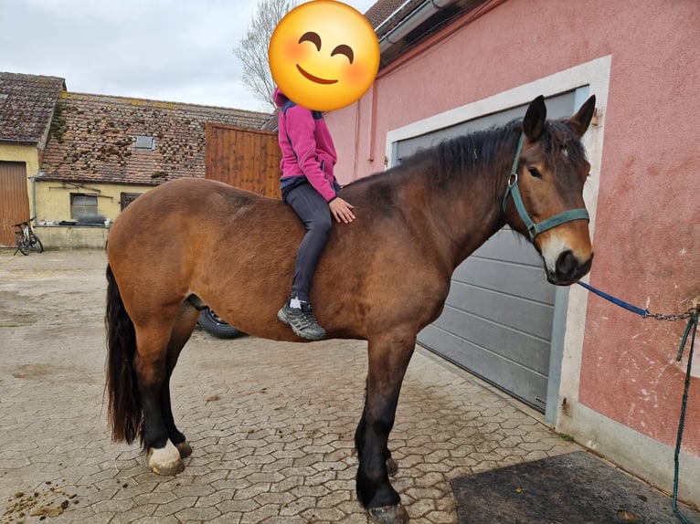 Süddeutsches Kaltblut Wallach 5 Jahre 168 cm Brauner in Herrieden