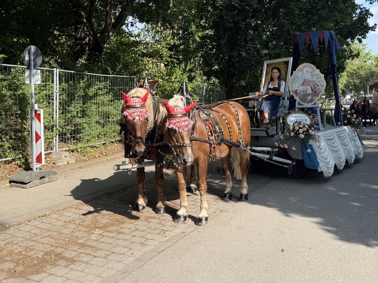 Süddeutsches Kaltblut Wallach 5 Jahre 168 cm Dunkelfuchs in Riedlingen