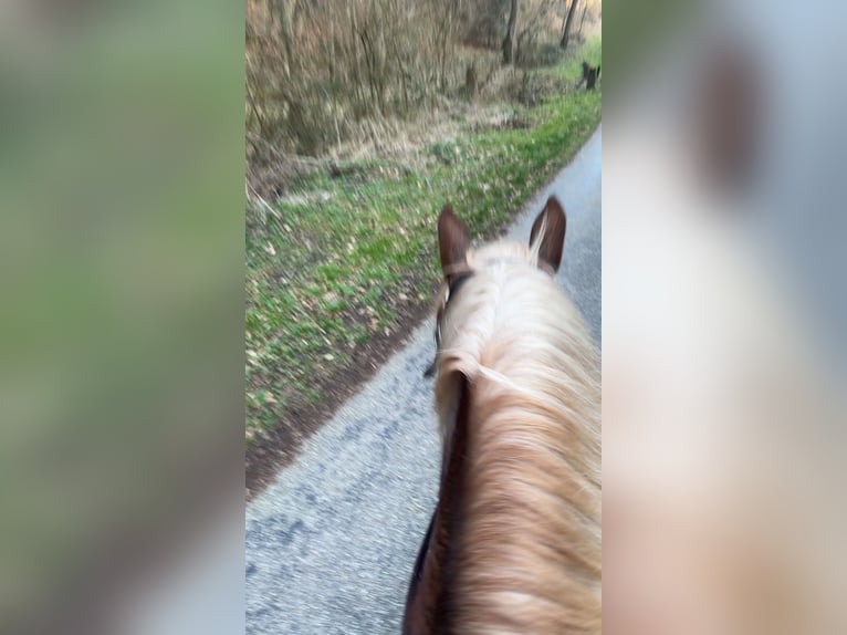 Süddeutsches Kaltblut Wallach 5 Jahre 170 cm Brauner in AbtsgmündAbtsgmünd