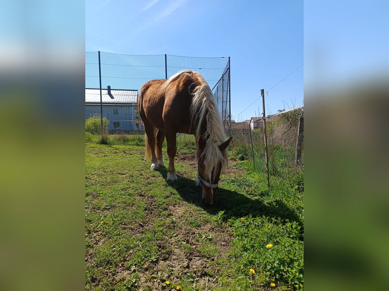 Süddeutsches Kaltblut Wallach 5 Jahre 170 cm Fuchs in Bad K&#xF6;tzting