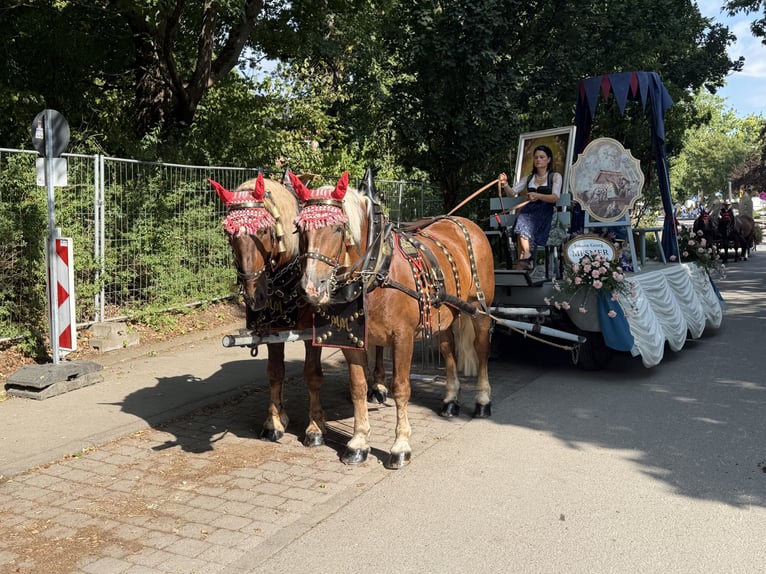 Süddeutsches Kaltblut Wallach 5 Jahre 172 cm Dunkelfuchs in Riedlingen