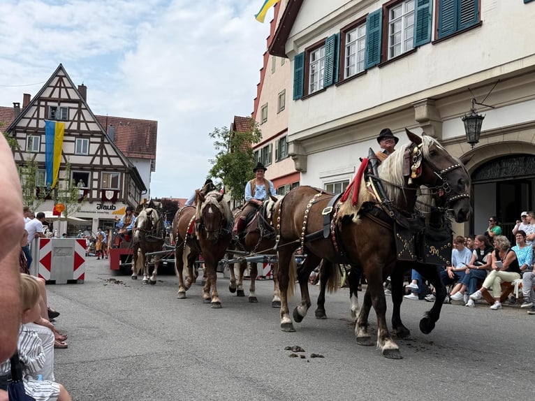 Süddeutsches Kaltblut Wallach 5 Jahre 172 cm Dunkelfuchs in Riedlingen
