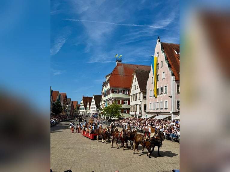 Süddeutsches Kaltblut Wallach 5 Jahre 172 cm Dunkelfuchs in Riedlingen