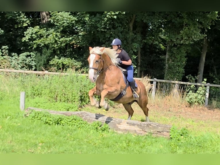 Süddeutsches Kaltblut Wallach 6 Jahre 162 cm Dunkelfuchs in Braunschweig