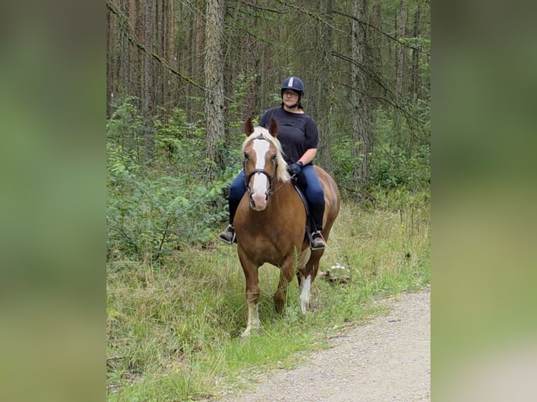 Süddeutsches Kaltblut Wallach 6 Jahre 162 cm Dunkelfuchs in Braunschweig