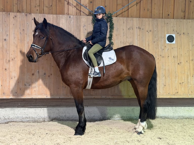 Süddeutsches Kaltblut Wallach 6 Jahre 164 cm Brauner in Riedlingen