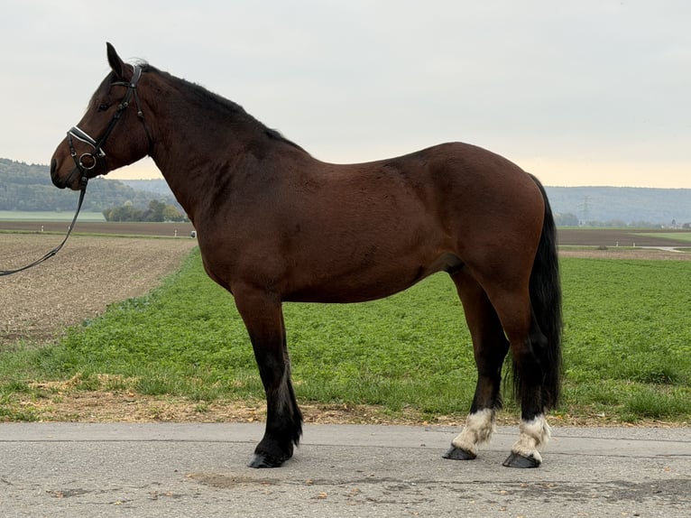 Süddeutsches Kaltblut Wallach 6 Jahre 164 cm Brauner in Riedlingen