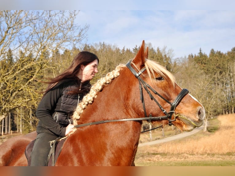 Süddeutsches Kaltblut Wallach 6 Jahre 167 cm Fuchs in Dorfen