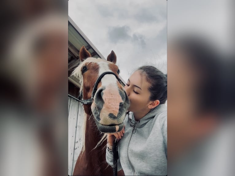 Süddeutsches Kaltblut Wallach 6 Jahre 167 cm Fuchs in Dorfen