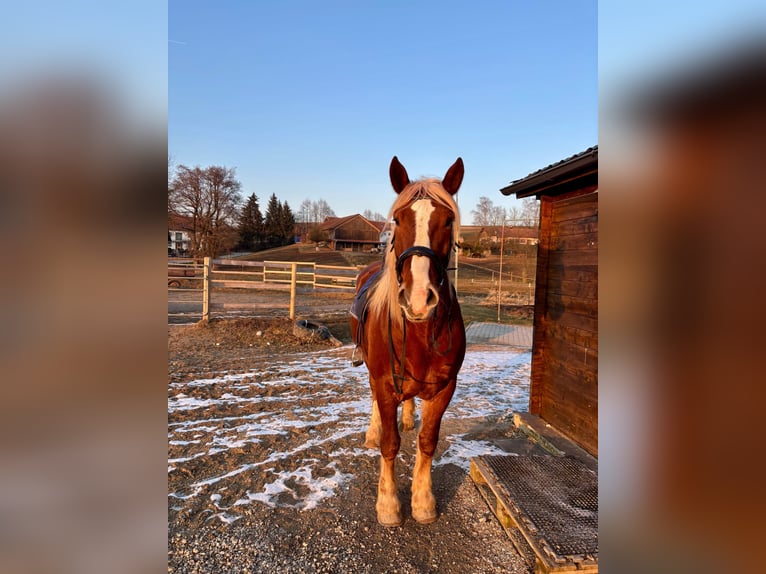Süddeutsches Kaltblut Wallach 6 Jahre 167 cm Fuchs in Dorfen