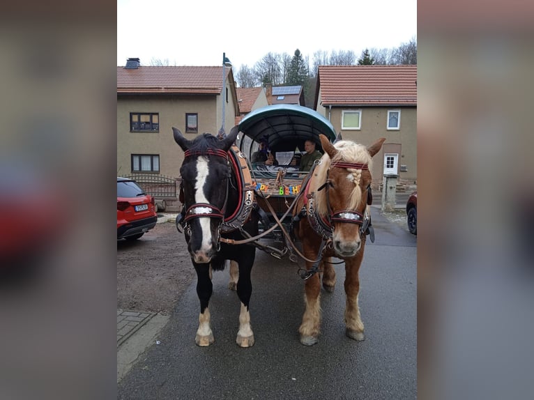 Süddeutsches Kaltblut Wallach 6 Jahre 170 cm Rappe in Floh-Seligenthal