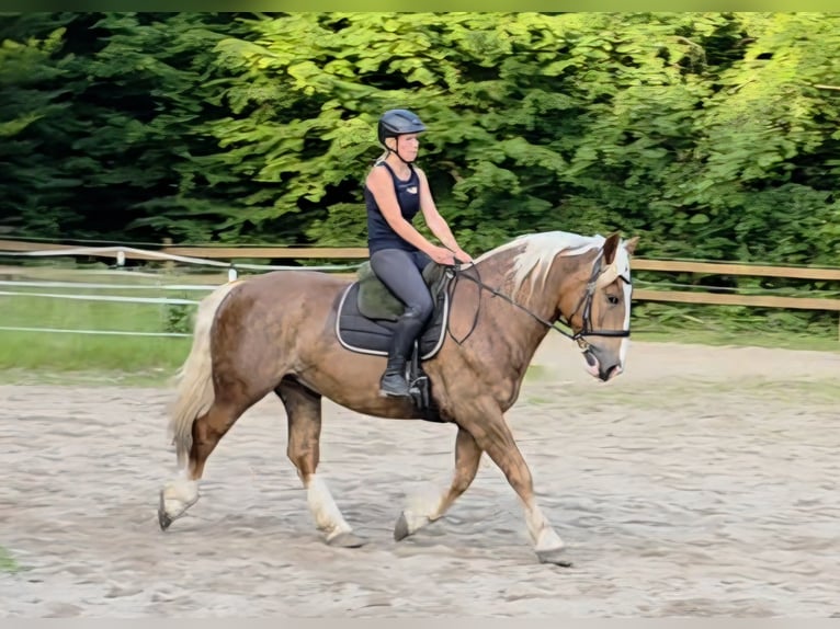 Süddeutsches Kaltblut Wallach 7 Jahre 160 cm Dunkelfuchs in Braunschweig