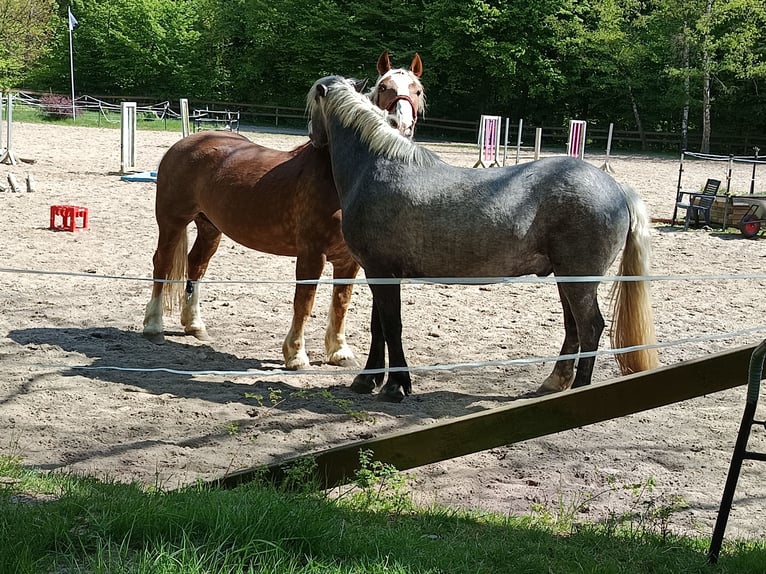 Süddeutsches Kaltblut Wallach 7 Jahre 160 cm Dunkelfuchs in Braunschweig