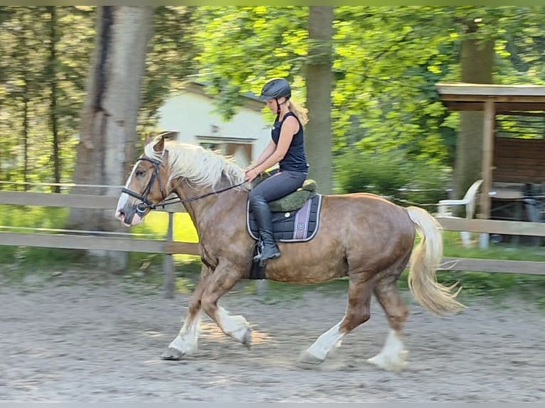 Süddeutsches Kaltblut Wallach 7 Jahre 160 cm Dunkelfuchs in Braunschweig