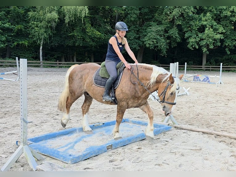 Süddeutsches Kaltblut Wallach 7 Jahre 160 cm Dunkelfuchs in Braunschweig