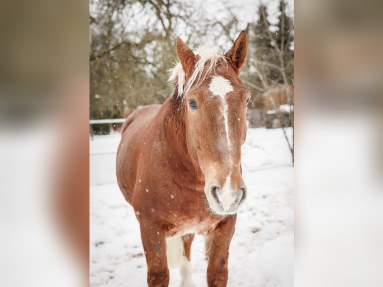 Süddeutsches Kaltblut Wallach 7 Jahre 164 cm Fuchs in Sulzbach-Rosenberg