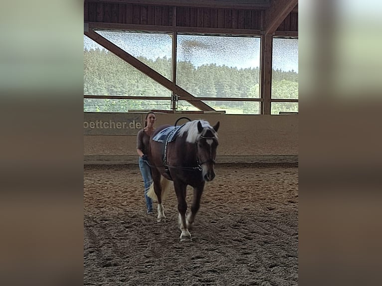 Süddeutsches Kaltblut Wallach 7 Jahre 164 cm Fuchs in Sulzbach-Rosenberg