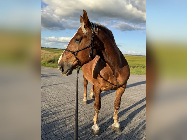 Süddeutsches Kaltblut Wallach 7 Jahre 165 cm Dunkelfuchs in Ihlow