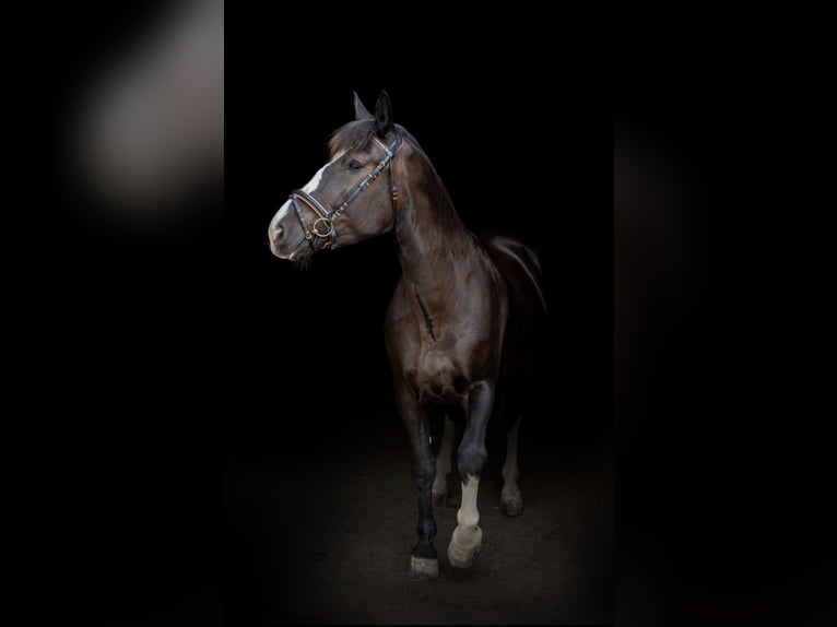 Süddeutsches Kaltblut Mix Wallach 7 Jahre 167 cm Schwarzbrauner in Wain