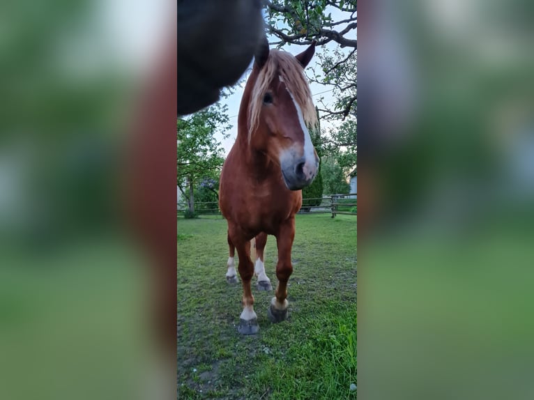 Süddeutsches Kaltblut Wallach 8 Jahre 165 cm Fuchs in Obermarchtal