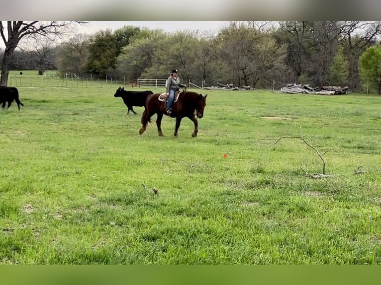Suffolk Caballo castrado 7 años 157 cm Alazán-tostado in Weatherford TX