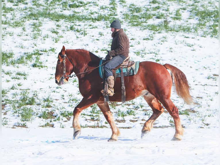 Suffolk Caballo castrado 7 años 168 cm Alazán in Millersburg