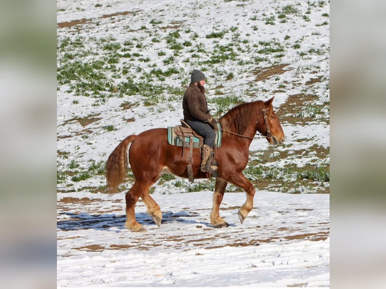 Suffolk Caballo castrado 7 años 168 cm Alazán in Millersburg