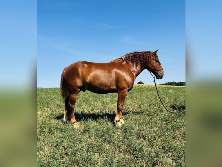 Suffolk Gelding 7 years 16,2 hh Chestnut-Red in Millersburg