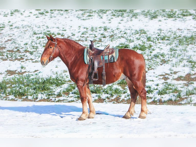 Suffolk Gelding 8 years 16.2 hh Chestnut-Red in Millersburg