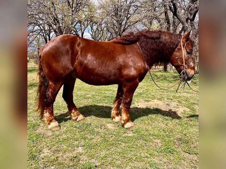 Suffolk Punch Hongre 8 Ans 157 cm Alezan brûlé in Weatherford TX