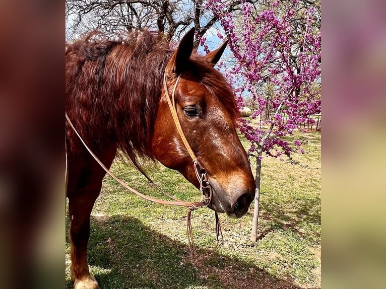 Suffolk Punch Hongre 8 Ans 157 cm Alezan brûlé in Weatherford TX