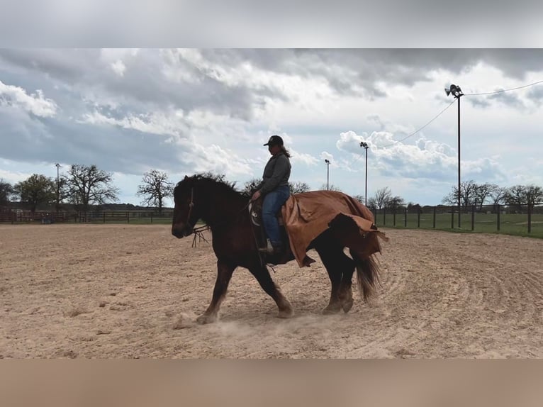 Suffolk Punch Hongre 8 Ans 157 cm Alezan brûlé in Weatherford TX