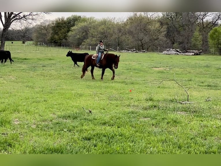 Suffolk Punch Hongre 8 Ans 157 cm Alezan brûlé in Weatherford TX