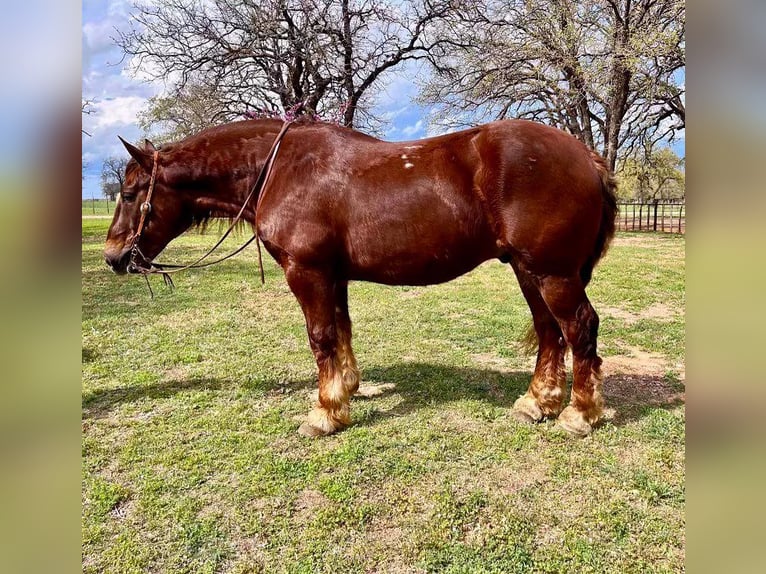 Suffolk Punch Hongre 8 Ans 157 cm Alezan brûlé in Weatherford TX