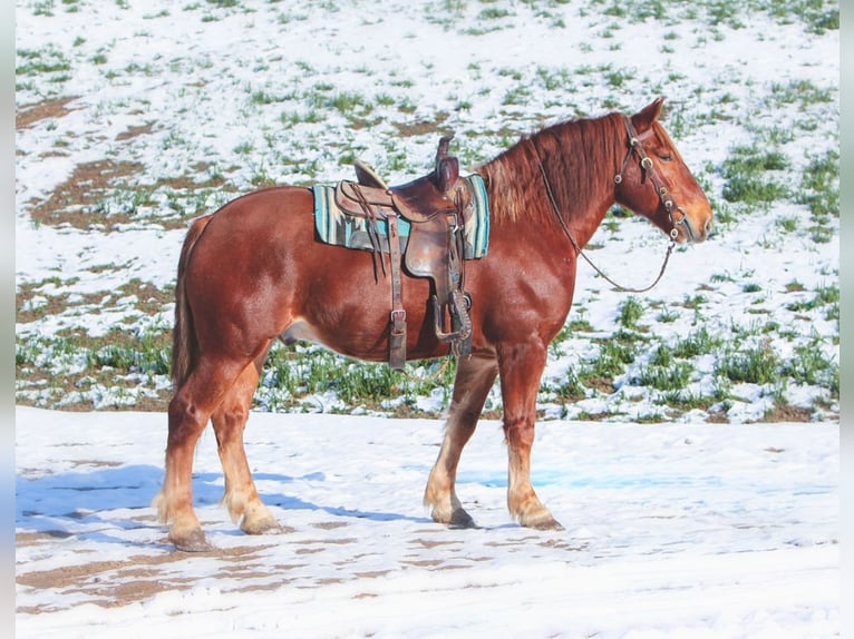 Suffolk Punch Hongre 8 Ans 168 cm Alezan in Millersburg