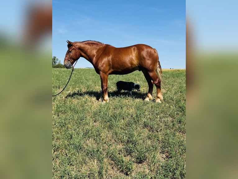 Suffolk Punch Hongre 8 Ans 168 cm Alezan in Millersburg