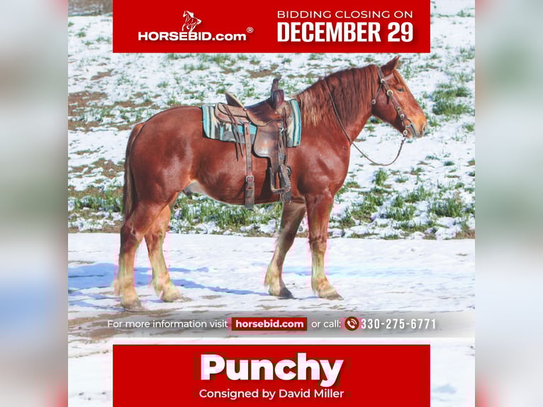 Suffolk Punch Ruin 8 Jaar 168 cm Vos in Millersburg