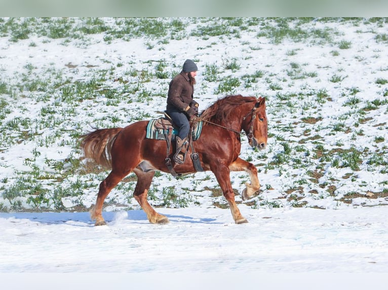 Suffolk / Suffolk Punch Castrone 7 Anni 168 cm Sauro in Millersburg