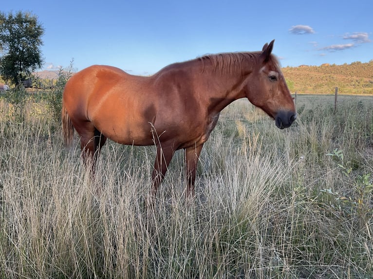 Suffolk Wallach 21 Jahre 163 cm Dunkelfuchs in Ignacio, co