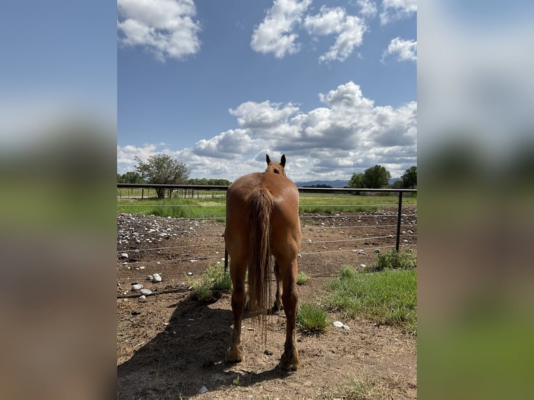 Suffolk Wallach 21 Jahre 163 cm Dunkelfuchs in Ignacio, co