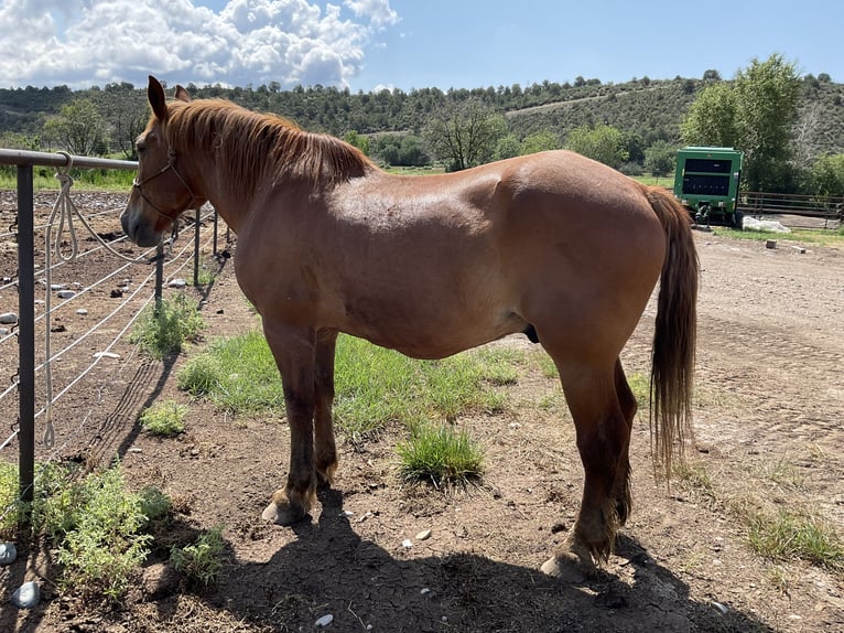 Suffolk Wallach 21 Jahre 163 cm Dunkelfuchs in Ignacio, co