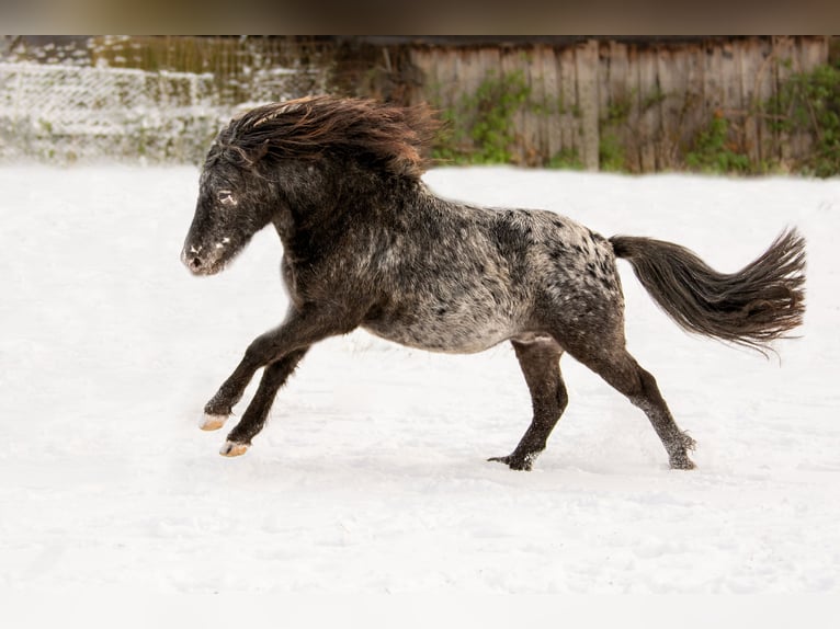 SUN DANCER Shetland Ponys Hengst Appaloosa in Groß Molzahn