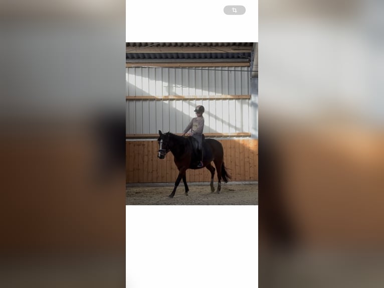 Super braves Pony/kleinpferd gesucht 