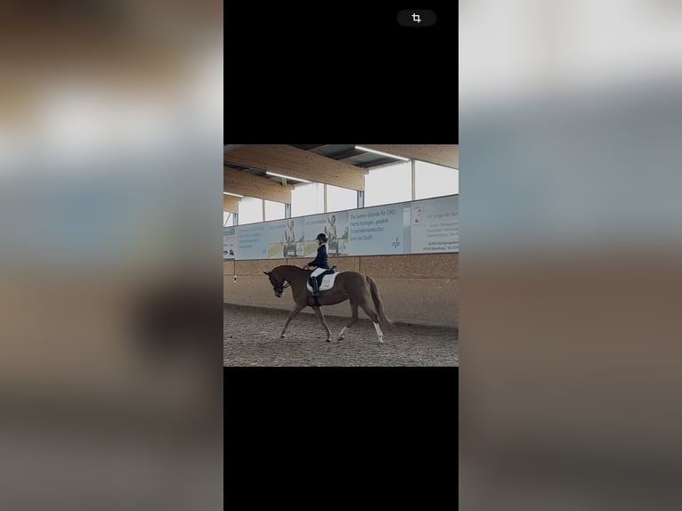 Super braves Pony/kleinpferd gesucht 