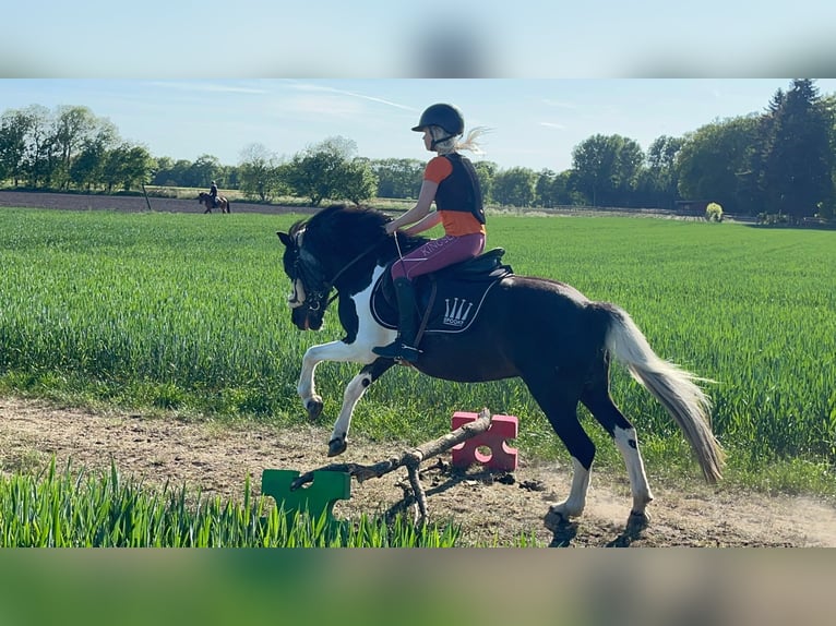 Super braves Pony/kleinpferd gesucht 